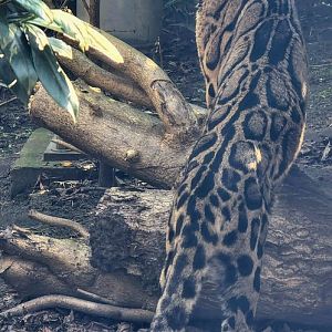 Clouded leopard