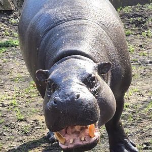 Pygmy hippo