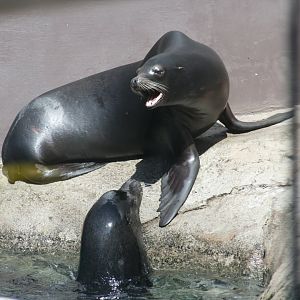 California Sea Lions 'Lilly' top 'Bob' bottom