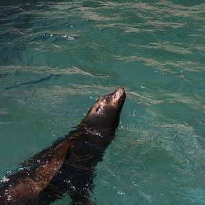 California Sea Lion 'Daley'