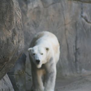 Polar Bear 'Anoki'