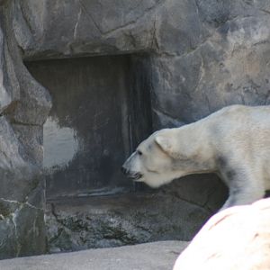 Polar Bear "Anoki"