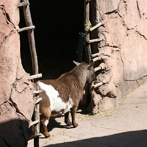 Domestic Goat 'Harley'