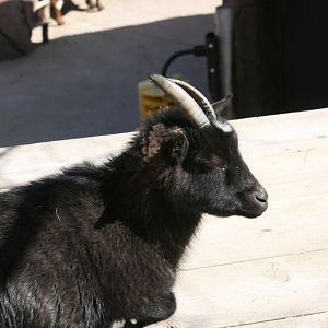 Domestic Goat "Bianca"