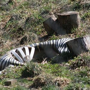 Faux Zebra Carcass(in Lion Enclosure)