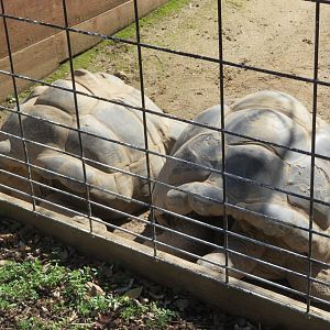 Aldabra Tortoises