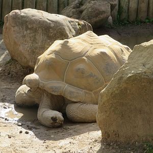 Aldabra Tortoise