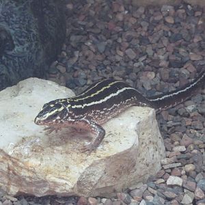 Four-lined Girdled Lizard