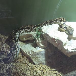 Dumeril's Boa