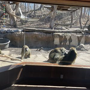 Olive Baboon Viewing Window