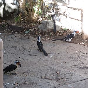 Von der Decken's Hornbills