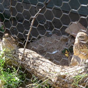 Roadrunner and Burrowing Owl