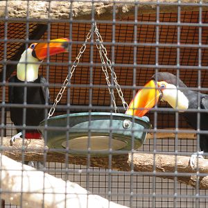 Toco Toucans