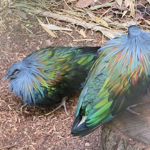 Nicobar Pigeons