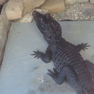 African Dwarf Crocodile