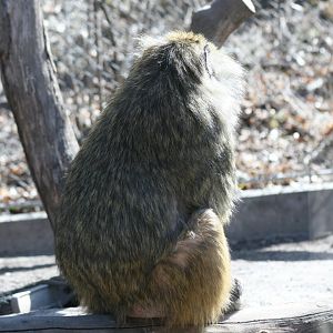Olive Baboon