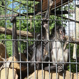 Young Mexican Spider Monkeys