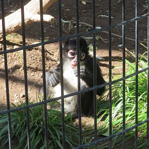 Young Mexican Spider Monkey