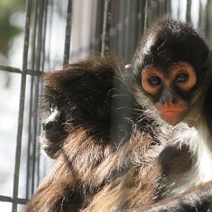Old and Young Spider Monkey