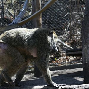 Olive Baboon