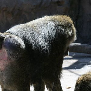 Olive Baboon