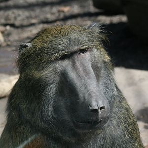 Olive Baboon