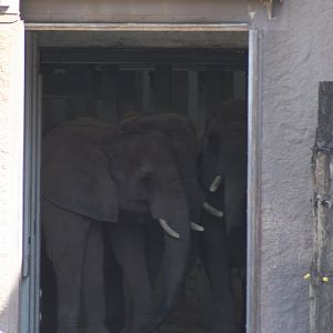 African Bush Elephants "Genny C." Right, "Moki" Middle, "Lilac" Left