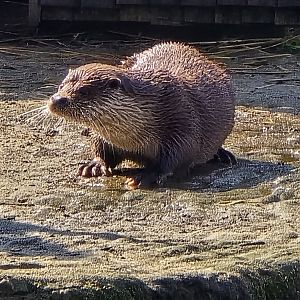 European otter