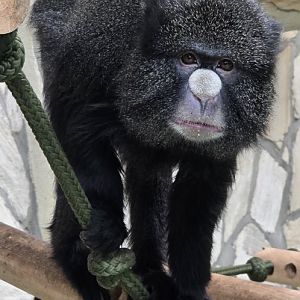 Greater white-nosed monkey