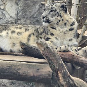 Snow leopard