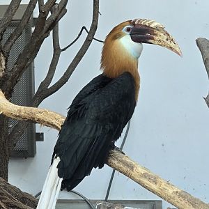 Blyth's hornbill