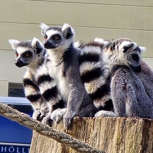 Ring tailed lemur