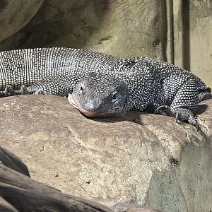Mangrove monitor