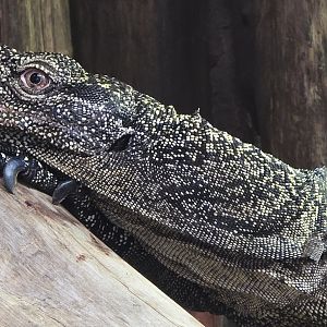 Quince monitor