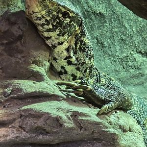 Nile monitor