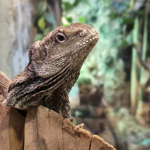 Frilled lizard