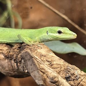 Sakishima grass lizard