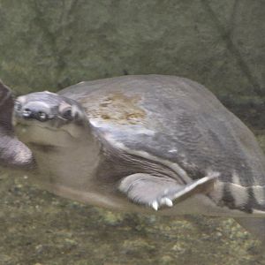 Pig nosed turtle