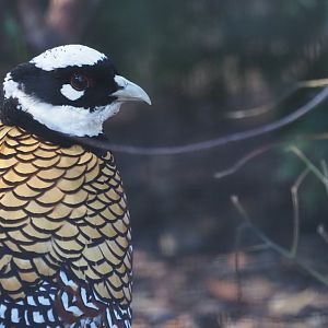 Reeve's Pheasant