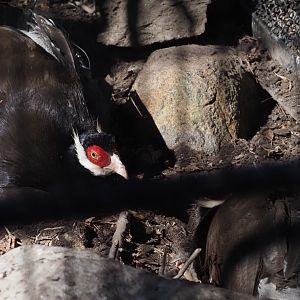 Blue-Eared Pheasant