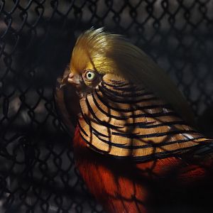 Golden Pheasant
