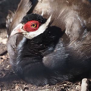 Brown-Eared Pheasant