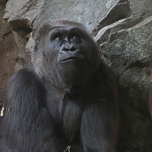 Western Lowland Gorilla