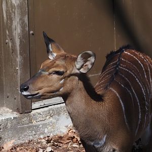 Lowland Nyala