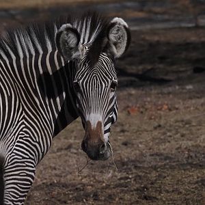 Grevy's Zebra