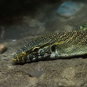 Nile Monitor