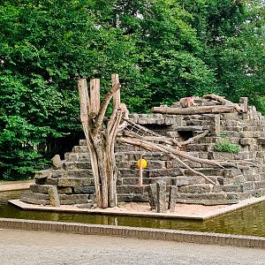 Hamadryas baboon island