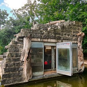 Hamadryas baboon indoor enclosure in the island