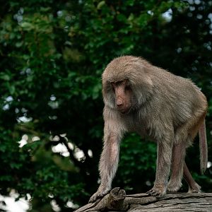 Hamadryas baboon
