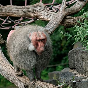Hamadryas baboon